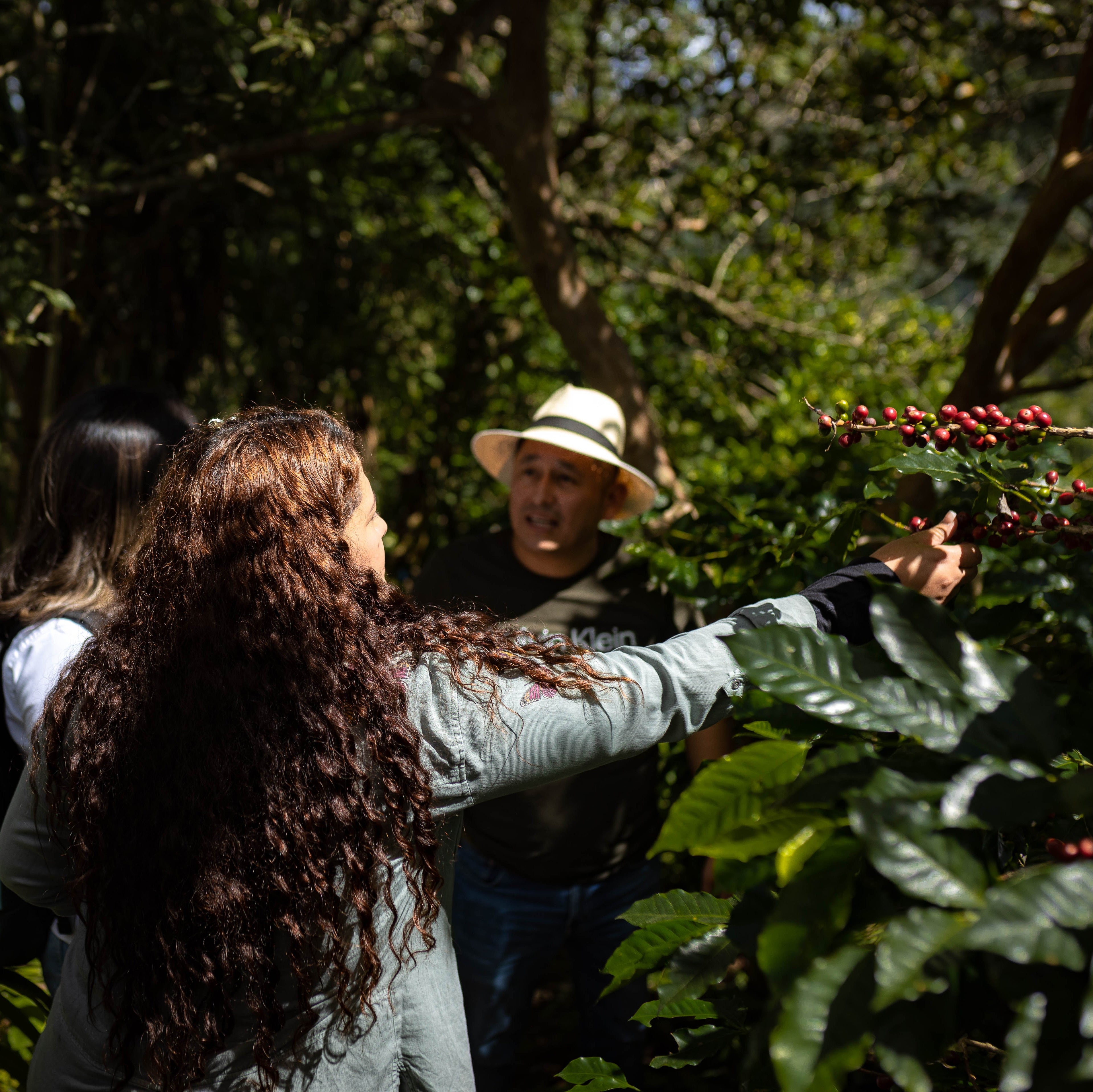 Honduras Montecillos Bourbon Natural