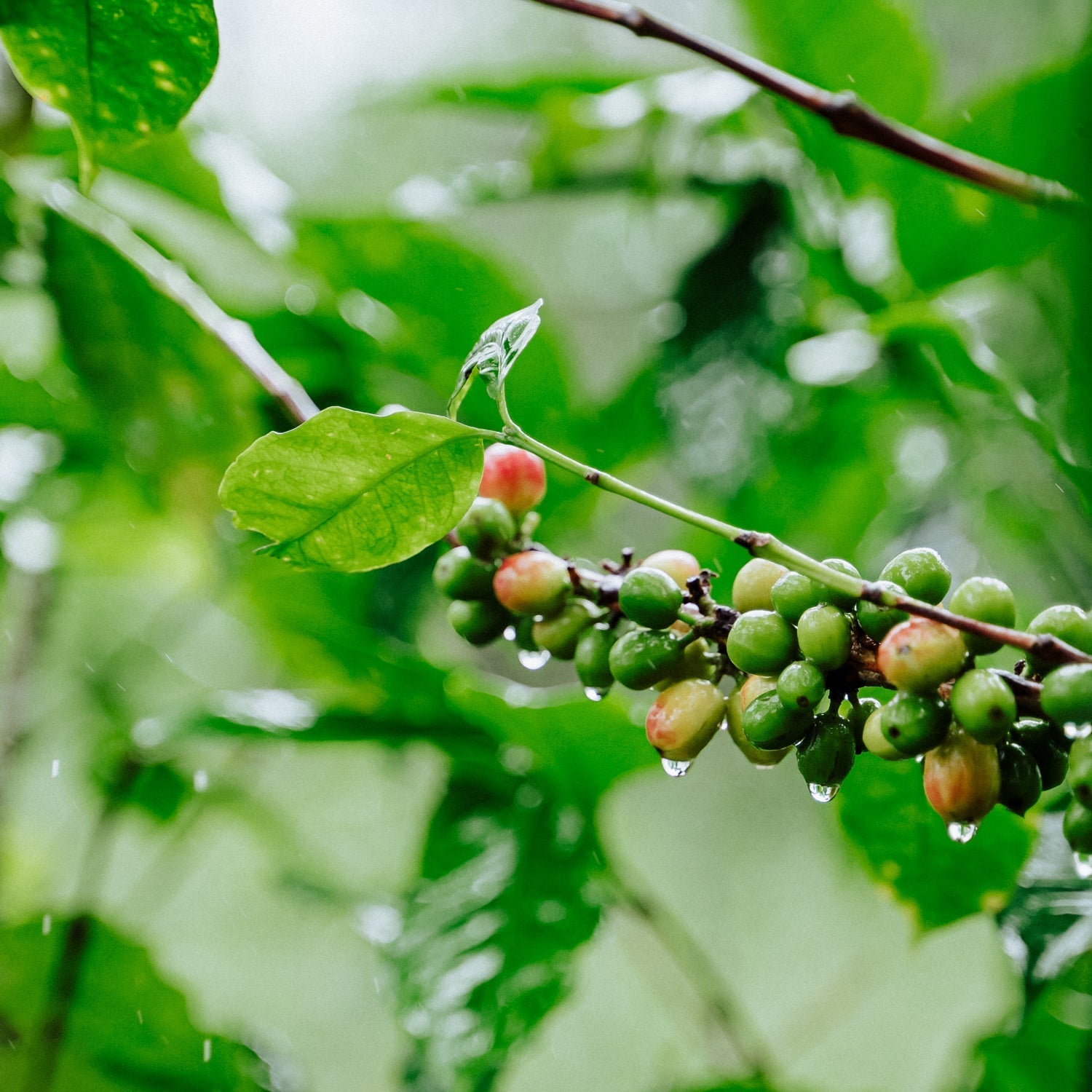 Honduran Espresso Blend Coffee 1.8oz (50g) Sample bag